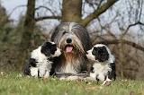 BEARDED COLLIE 075